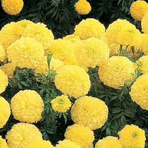 Marigolds